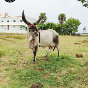Kamadhenu-milk-farm-images-1