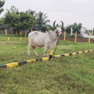 Kamadhenu-milk-farm-images-10