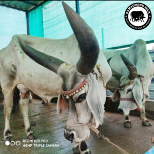 Kamadhenu-milk-farm-images-11