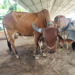 Kamadhenu-milk-farm-images-15