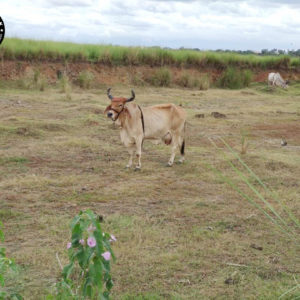 Kamadhenu-milk-farm-images-3