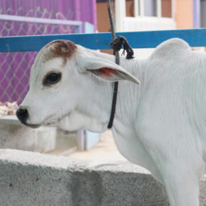 Kamadhenu-milk-farm-images-5
