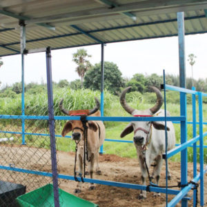 Kamadhenu-milk-farm-images-9
