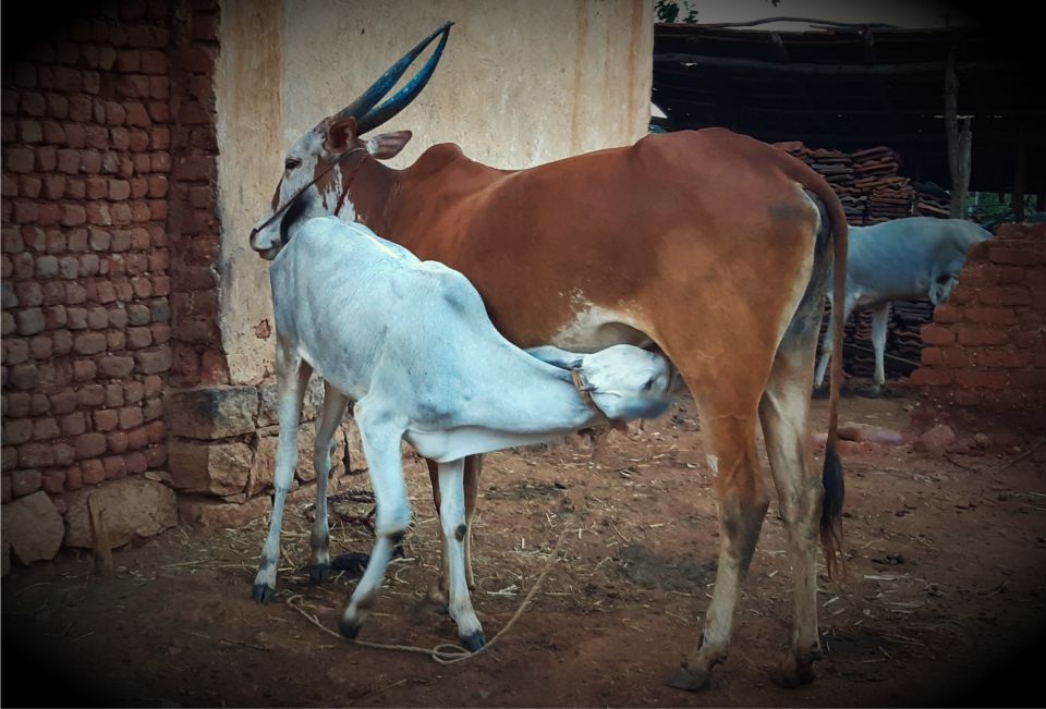 Kamadhenu-Milk-Cow