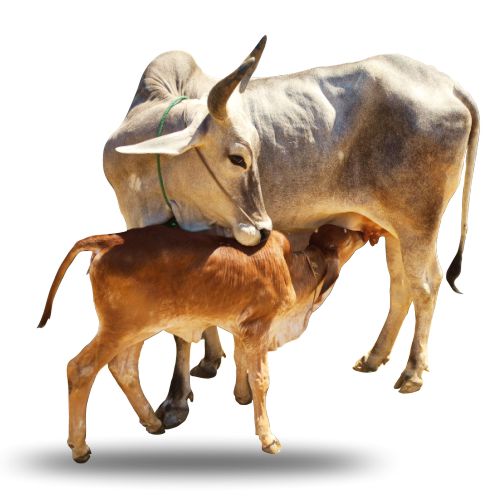 Kamadhenu-cow